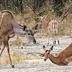 gazelles