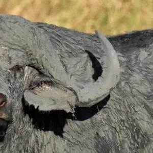 waterbuffalo