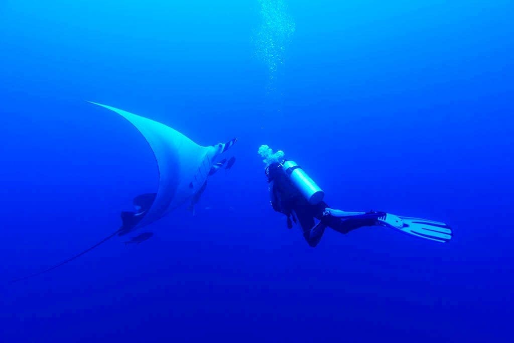 Oceanic Manta, Kids Sea Camp, manta