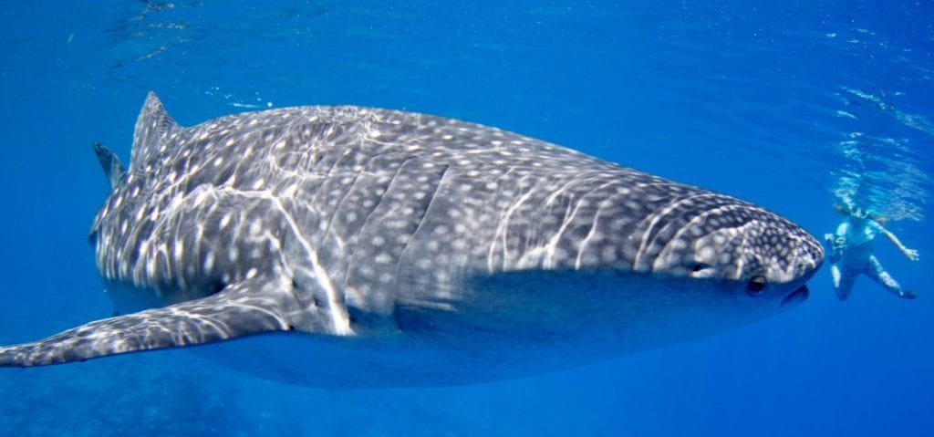 Whale shark, kids and diving, family vacations, Yap, Palau