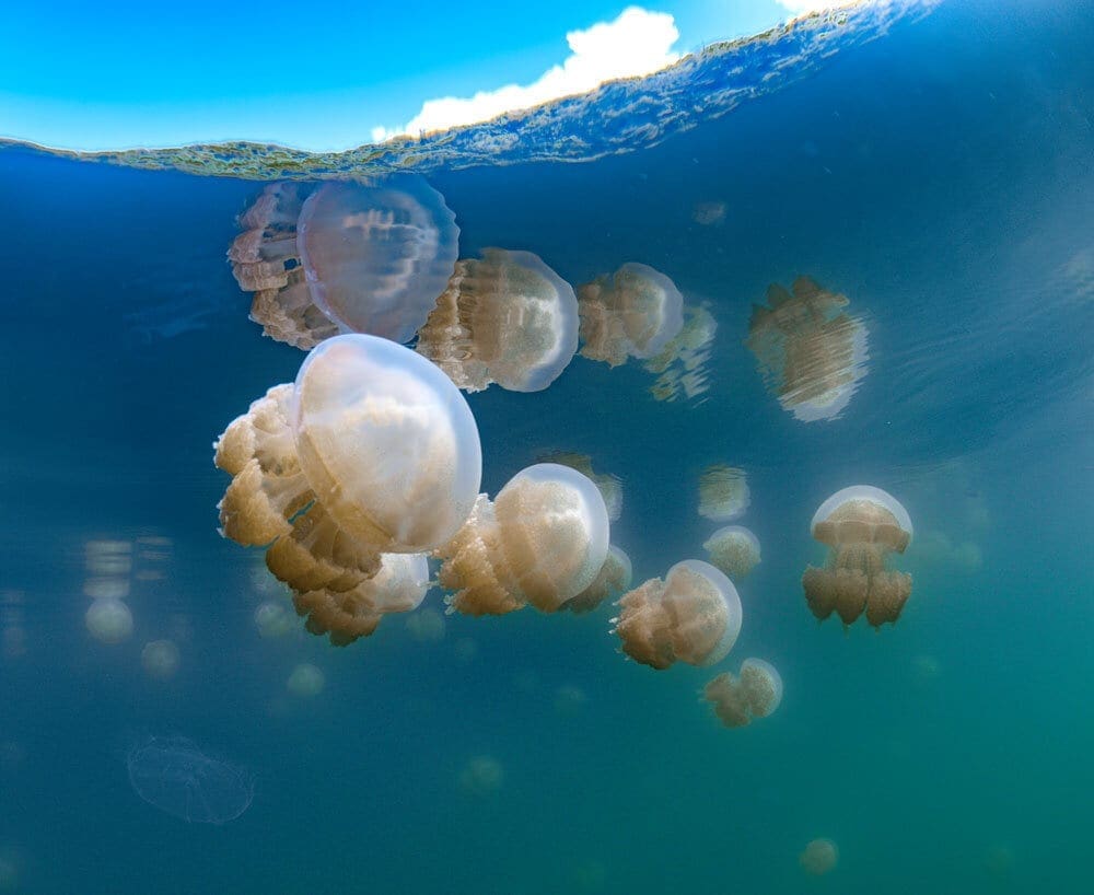 Jelly Fish, Palau, Kids Sea Camp, Family Vacations