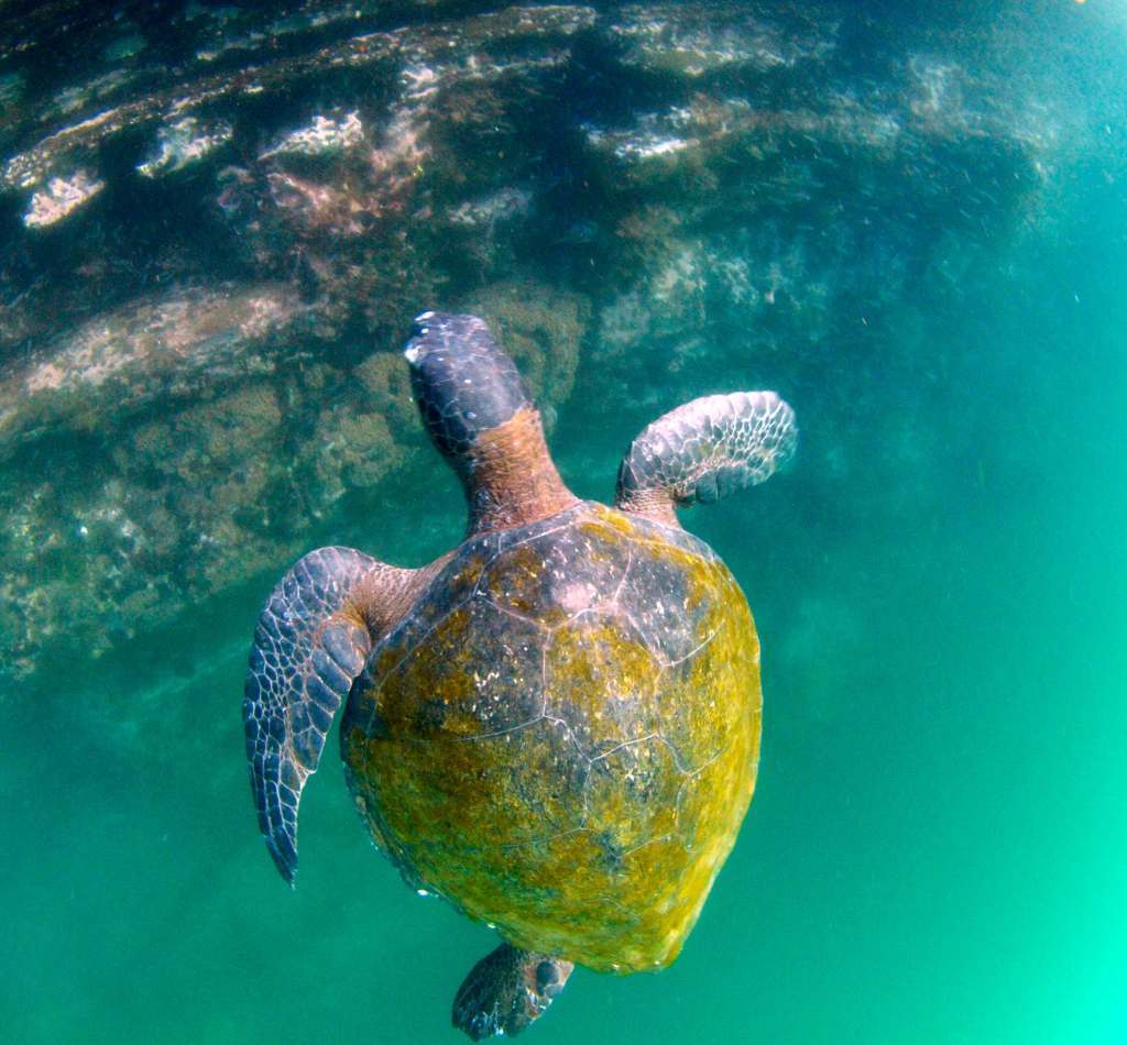 Galapagos Turtles, Kids Sea Camp, kids and scuba diving