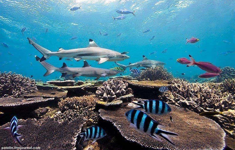 Palau, family dive vacation, family vacations, kids sea camp