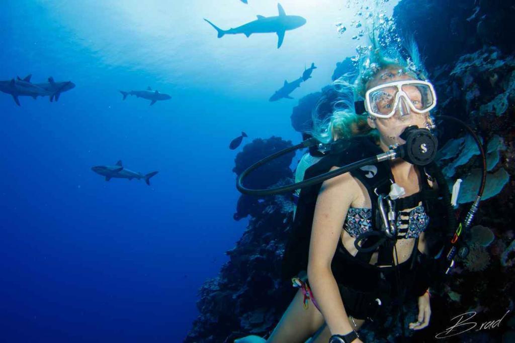 Specialities, shark, shark diving, kids and diving, family vacations