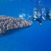 Philippines, Kids Sea Camp, Family dive vacations