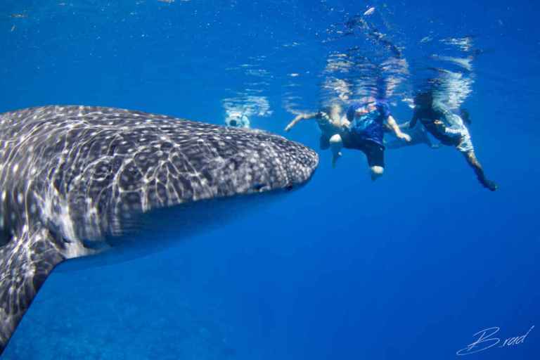 Family diving in the Philippines; Malapascua, Cabilao & Dauin