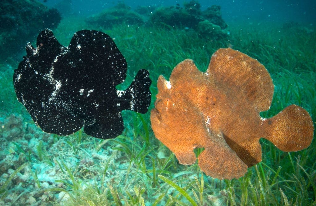 Frogfish, Philippines, Family DIve Vacations