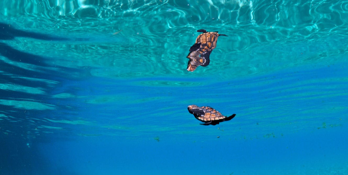 Kids Sea Camp, Family Dive vacations, greatest family vacations, baby turtles