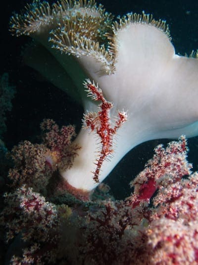 Photography, Kids and diving, Kids Sea Camp