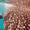whale sharks, Kids and diving, Kids Sea Camp