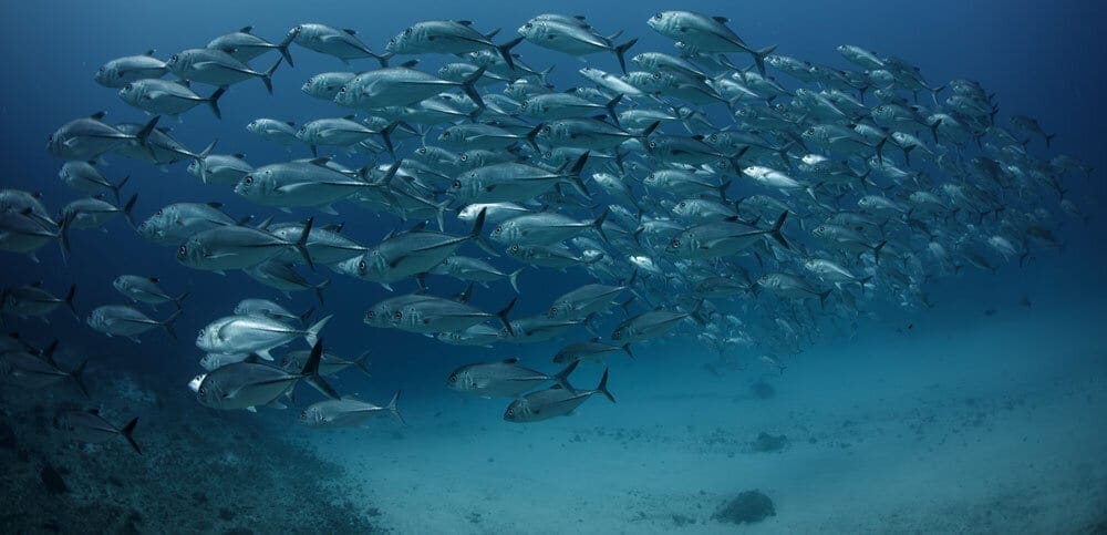 Awesome kids camp, diving with kids, Fiji