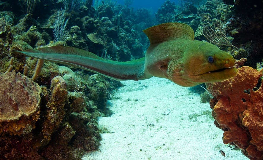 Moray eel, Kids and diving, family and diving