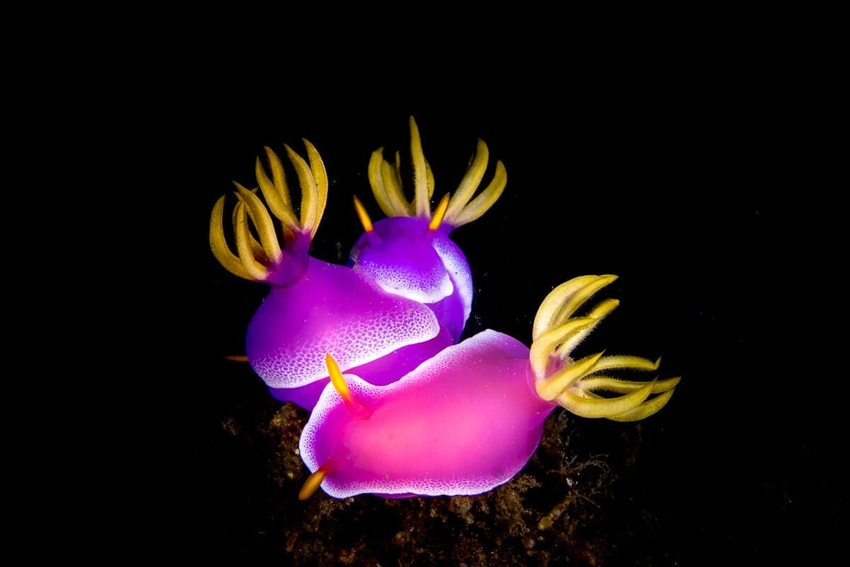 Lembeh, Kids Sea Camp, Indonesia, Underwater photography