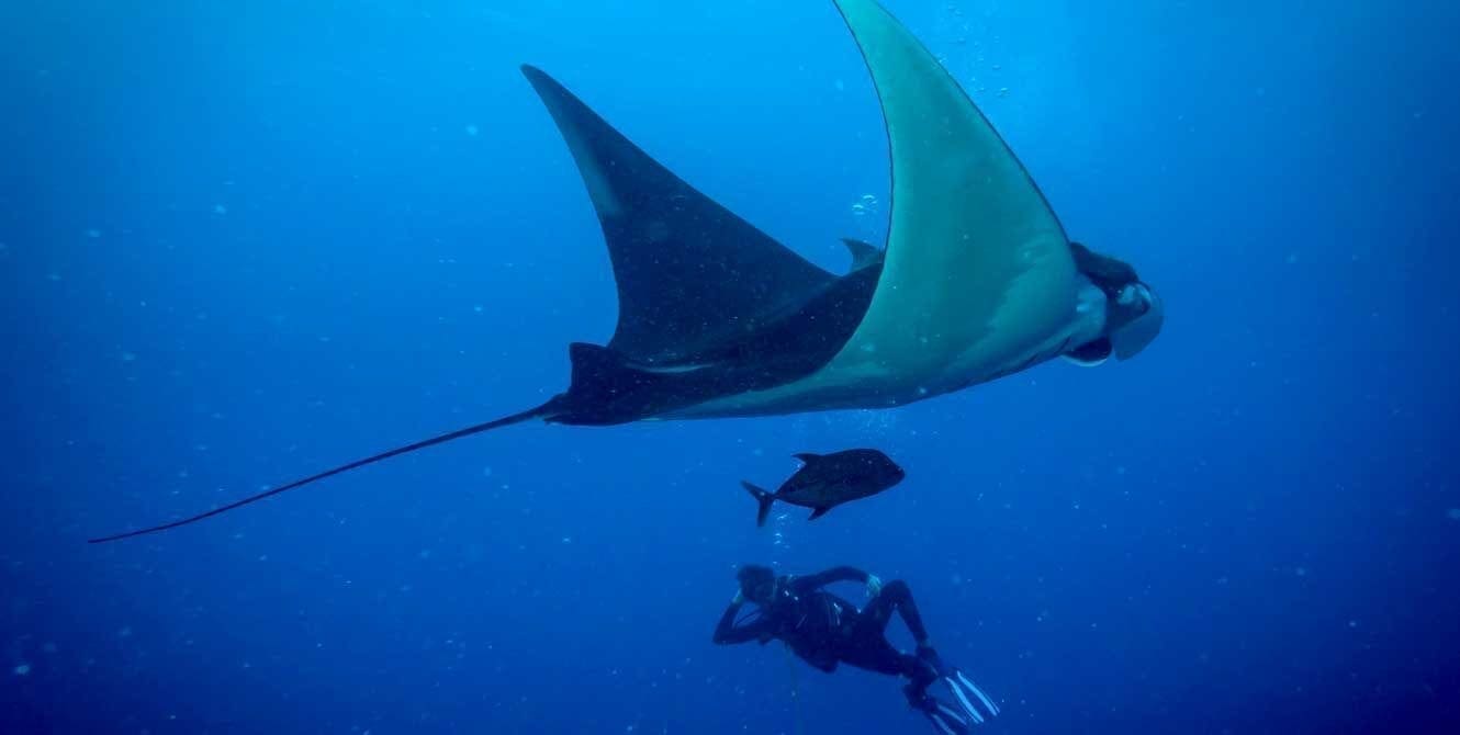 Manta, Mexico, Socorro, kids and diving, liveaboard