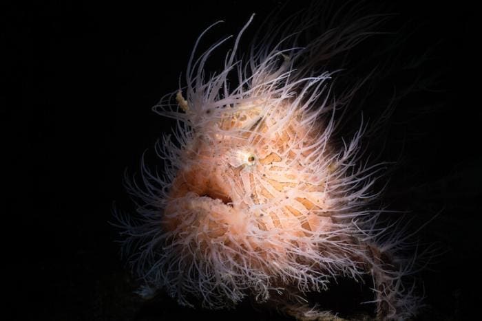 Lembeh, Kids Sea Camp, Indonesia, Underwater photography