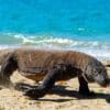 Komodo, Kids Sea Camp, Family Vacations, Sharks, Bucket list