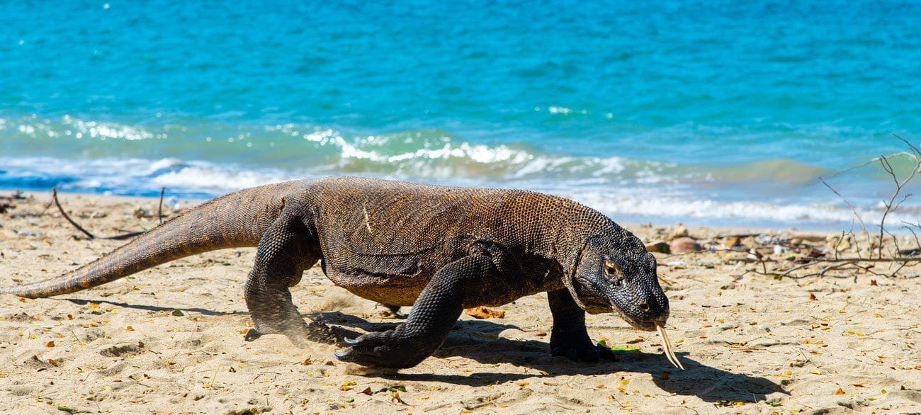 Komodo, Kids Sea Camp, Family Vacations, Sharks, Bucket list