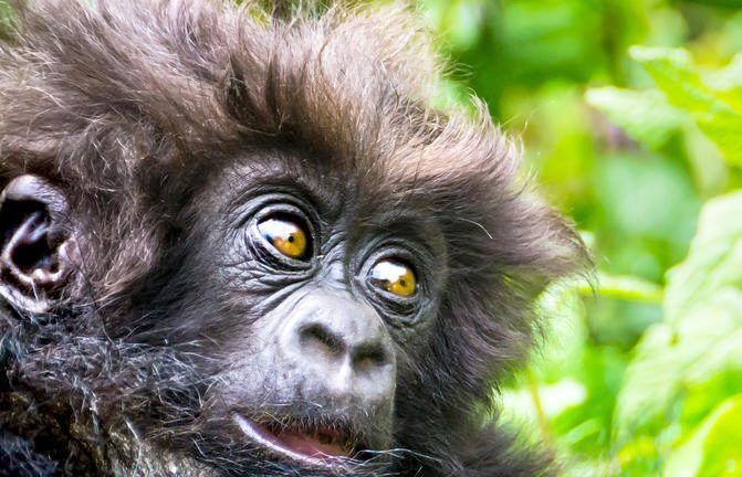Gorilla, Rwanda, Kids Sea Camp, Family Vacations