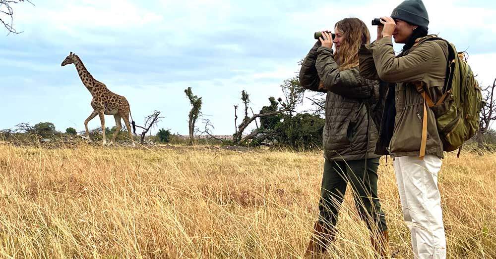 Kenya, Giraffe, Africa, Safari, Kids Sea Camp