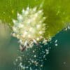 Sea slugs, Kids Sea Camp, diving with Kids, diving with family
