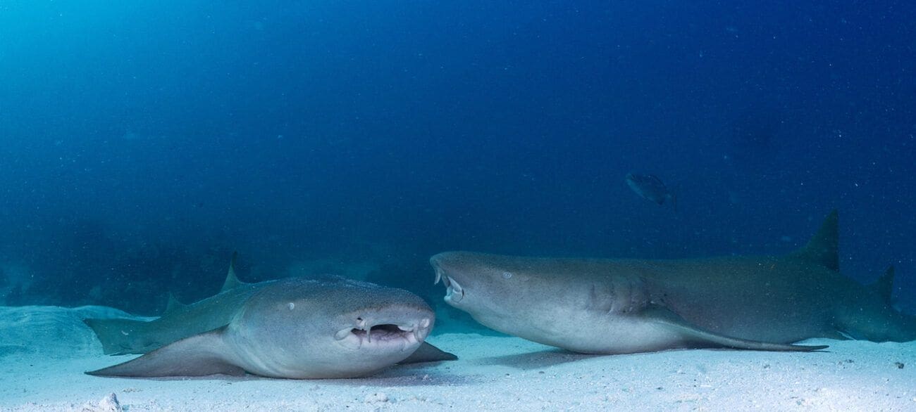 Kids Sea Camp, Kids and DIving, Family Dive Adventures, Belize, Nurse sharks, sharks